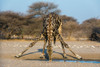 A southern giraffe drinking Kalahari-Botswana Poster Print - Sergio Pitamitz