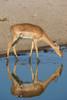 A female impala-Aepyceros melampus-drinking from a waterhole Kalahari-Botswana Poster Print - Sergio Pitamitz