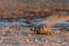 A leopard tortoise-Stigmochelys pardalis-at waterhole Kalahari-Botswana Poster Print - Sergio Pitamitz