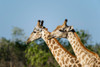 A portrait of two male southern giraffes-Giraffa camelopardalis Okavango Delta-Botswana Poster Print - Sergio Pitamitz