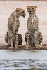 Two cheetahs at a waterhole Kalahari-Botswana Poster Print - Sergio Pitamitz
