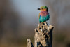 Lilac-breasted roller-Coracias caudatus-perching on a dead tree stump Okavango Delta-Botswana Poster Print - Sergio Pitamitz