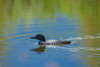Canada-Alberta-Banff National Park Common loon swimming in Vermilion Lakes Poster Print - Gallery Jaynes