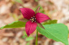 Canada-Ontario-Algonquin Provincial Park Red trillium flower in spring Poster Print - Gallery Jaynes