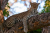 A female leopard on a large tree branch looking at the camera Okavango Delta-Botswana Poster Print - Sergio Pitamitz