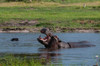 Hippopotamus in water-exhibiting territorial behavior Khwai Concession Area-Okavango-Botswana Poster Print - Sergio Pitamitz