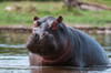 Portrait of an alert hippopotamus in the water Khwai Concession Area-Okavango-Botswana Poster Print - Sergio Pitamitz