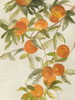 Branch of Oranges II Poster Print - Q Jacob