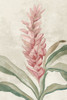 Pink Ginger I Poster Print - Q Jacob