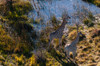 An aerial view of two southern giraffes-Giraffa camelopardalis Okavango Delta-Botswana Poster Print - Sergio Pitamitz