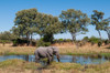 An African elephant-on a Khwai River bank Khwai Concession Area-Okavango Delta-Botswana Poster Print - Sergio Pitamitz