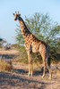 Portrait of a southern giraffe looking at the camera Mashatu Game Reserve-Botswana Poster Print - Sergio Pitamitz