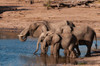 A group of African elephants drinking Chobe National Park-Kasane-Botswana Poster Print - Sergio Pitamitz