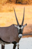 Portrait of a gemsboklooking at the camera Central Kalahari Game Reserve-Botswana Poster Print - Sergio Pitamitz