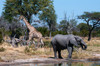 African elephant-plains zebras-and a southern giraffe-at a waterhole Okavango Delta-Botswana Poster Print - Sergio Pitamitz