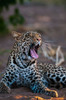 Portrait of a leopard yawning Mashatu Game Reserve-Botswana Poster Print - Sergio Pitamitz