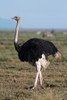 Portrait of a male ostrich in Ndutu plains Ndutu-Ngorongoro Conservation Area-Tanzania Poster Print - Sergio Pitamitz