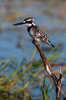 A pied kingfisher-Ceryle Rudis-perched at the river side Chobe River-Kasane-Botswana Poster Print - Sergio Pitamitz