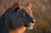 Portrait of a young lion-Panthera leo Poster Print - Sergio Pitamitz