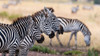 Three plains zebras in a row Seronera-Serengeti National Park-Tanzania Poster Print - Sergio Pitamitz