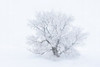 Canada-Manitoba-Oakbank Hoarfrost-covered maple trees Poster Print - Gallery Jaynes