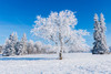 Canada-Manitoba-Birds Hill Provincial Park Hoarfrost-covered trees Poster Print - Gallery Jaynes