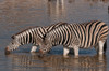 Burchells zebras stand in a waterhole and drink Etosha National Park-Namibia Poster Print - Sergio Pitamitz