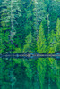Canada-British Columbia-Inside Passage Forest reflection in water Poster Print - Gallery Jaynes