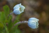 Canada-Alberta-Banff National Park Drummonds flowers in Sunshine Meadows Poster Print - Gallery Jaynes