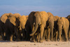 Herd of African elephants walking in the plains of Amboseli National Park-Kenya-Africa Poster Print - Sergio Pitamitz