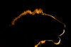 A backlit portrait of a lion at sunset Voi-Tsavo Conservation Area-Kenya Poster Print - Sergio Pitamitz