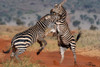 Two common zebras fighting Voi-Tsavo Conservation Area-Kenya Poster Print - Sergio Pitamitz Two common zebras fighting Voi-Tsavo Conservation Area-Kenya Poster Print - Sergio Pitamitz