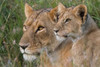 Portrait of a lioness and her cub-Masai Mara-Kenya Kenya Poster Print - Sergio Pitamitz