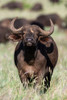 An African buffalo-Syncerus caffer-looking at the camera Voi-Tsavo National Park-Kenya Poster Print - Sergio Pitamitz An African buffalo-Syncerus caffer-looking at the camera Voi-Tsavo National Park-Kenya Poster Print - Sergio Pitamitz