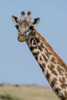 A female Masai giraffe in Masai Mara National Reserve-Kenya-Africa Poster Print - Sergio Pitamitz