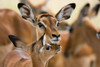 Portrait of a female Impala with its calf Lake Nakuru National Park-Kenya-Africa Poster Print - Sergio Pitamitz