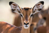 Portrait of a young male Impala-Aepyceros melampus Lake Nakuru National Park-Kenya-Africa Poster Print - Sergio Pitamitz