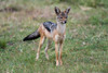 Portrait of a black-backed jackal-Canis mesomelas Masai Mara National Reserve-Kenya-Africa Poster Print - Sergio Pitamitz