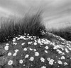Sand Daisies Poster Print - Chip Forelli