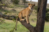 A lion cub sitting on the branch of a tree Masai Mara National Reserve-Kenya-Africa Poster Print - Sergio Pitamitz