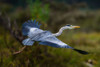 A Grey heron-Ardea cinerea-in flight Kenya-Africa Poster Print - Sergio Pitamitz