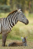 A Plains zebra and its foal at Lake Nakuru National Park-Kenya-Africa Poster Print - Sergio Pitamitz