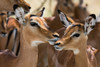 Portrait of a female impala and a young mal-Aepyceros melampus Poster Print - Sergio Pitamitz
