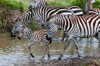 Plains zebras and a colt at waterhole Masai Mara National Reserve-Kenya Poster Print - Sergio Pitamitz