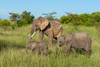 An African elephant calf stays close to its mother Masai Mara National Reserve-Kenya Poster Print - Sergio Pitamitz