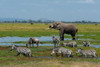 An African elephant-common zebras-and a wildebeest drinking at a waterhole Amboseli NP-Kenya Poster Print - Sergio Pitamitz