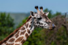 Close-up portrait of a Masai giraffe-Giraffa camelopardalis Masai Mara National Reserve-Kenya Poster Print - Sergio Pitamitz