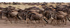 A herd of migrating wildebeests running Masai Mara National Reserve-Kenya Poster Print - Sergio Pitamitz