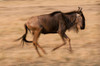 Portrait of a wildebeest running Masai Mara National Reserve-Kenya Poster Print - Sergio Pitamitz