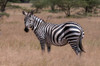 Portrait of a plains or common zebra-Equus quagga Samburu Game Reserve-Kenya Poster Print - Sergio Pitamitz